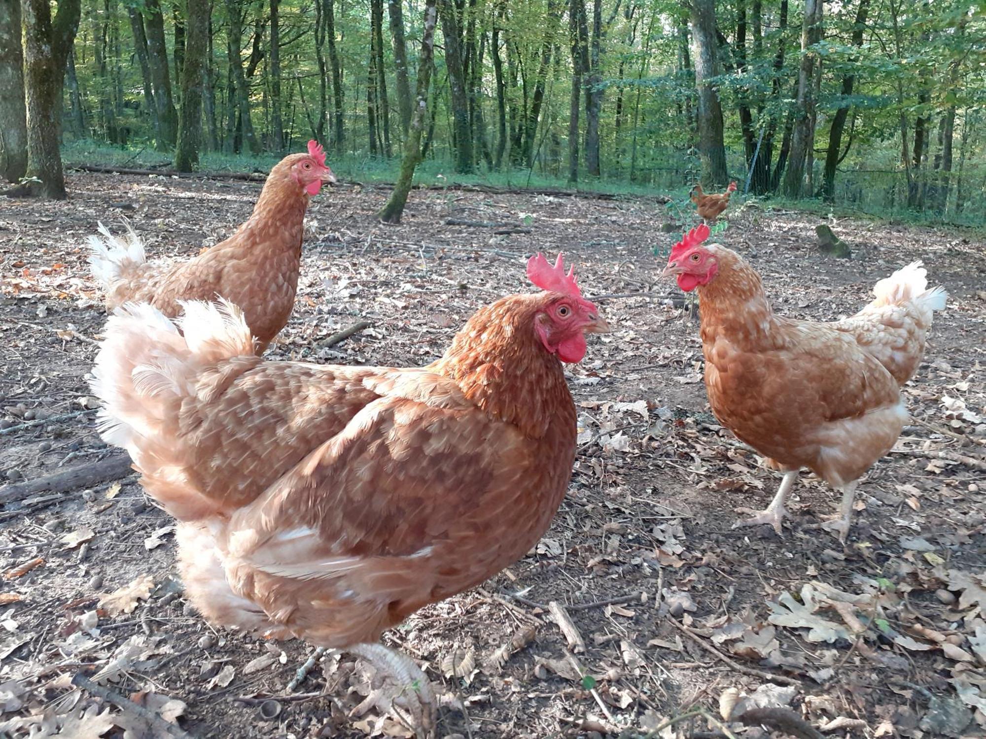 La Cabane De L'Oiseau Couze-et-Saint-Front Esterno foto